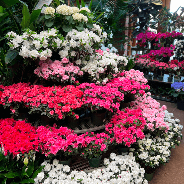 Azaleas