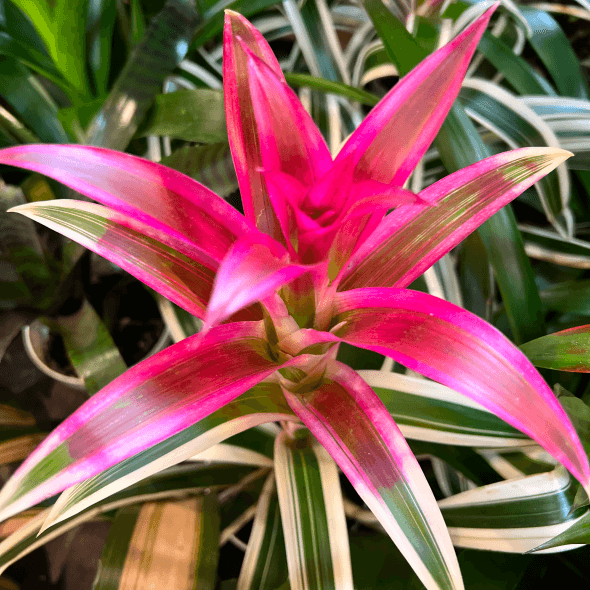 Bromeliads