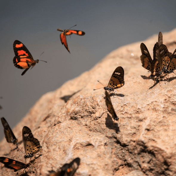 Butterfly Habitat