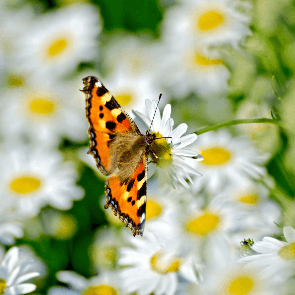 Butterfly Plants