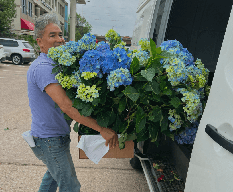 Carrying Hortensias
