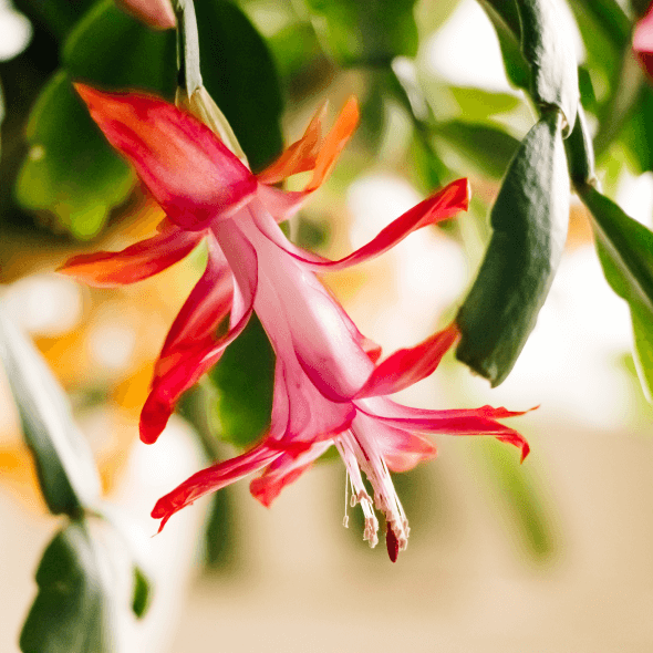 Christmas Cactus