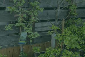 Nicholson Hardie - Plants - How To Care For Your Plants.