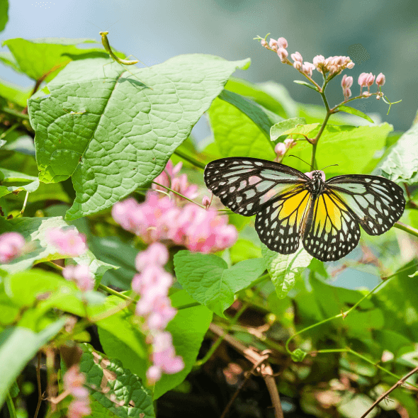 Cottage Butterfly