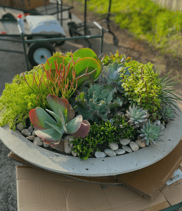 Decorative Plants Plate