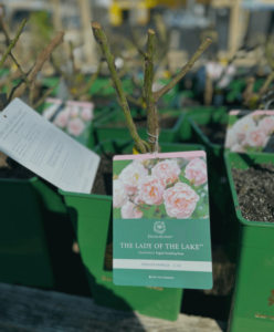 General Planting Guidelines: Trees & Shrubs - Nicholson Hardie Site