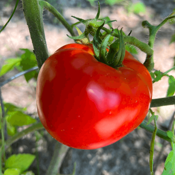 Vegetable Planting