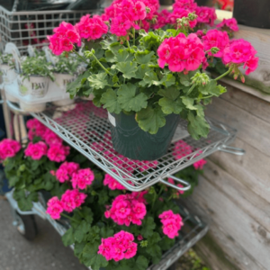 Nicholson Hardie - Home Page - Nursery Garden Center